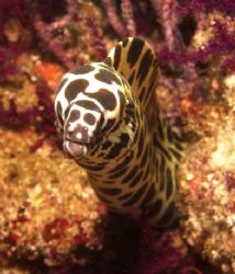 Honeycomb Moray. Musandam, Oman by Nicky Bowker 